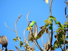 Forpus xanthopterygius