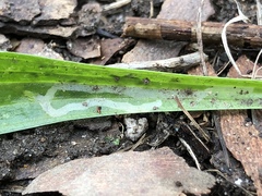 Phytomyza plantaginis