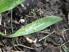 Phytomyza plantaginis