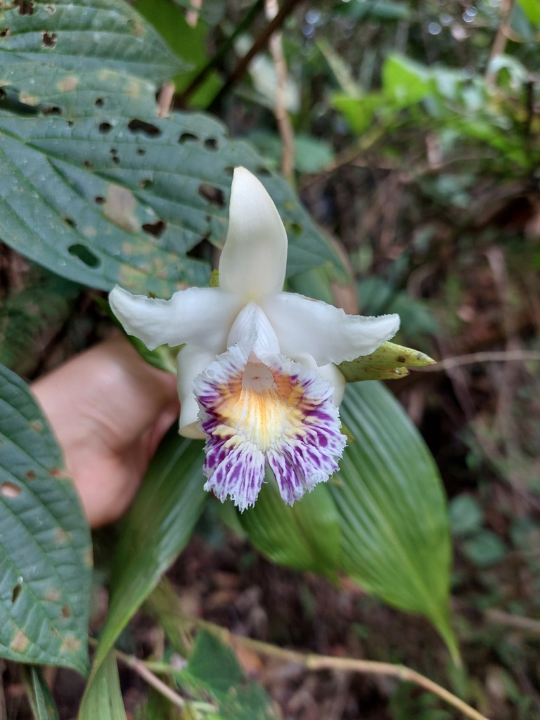 Sobralia luerorum