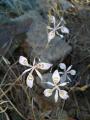 Moraea elliotii