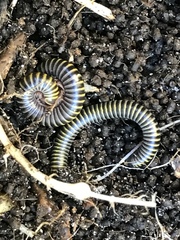 Anadenobolus monilicornis