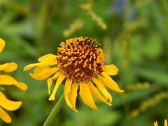 Helianthus ciliaris