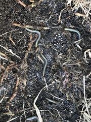 Anadenobolus monilicornis