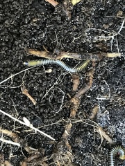 Anadenobolus monilicornis