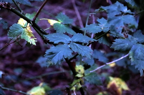 Image of Rubus affinis by (c) Tony Rebelo, some rights reserved (CC BY-SA)