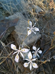 Moraea elliotii