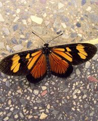 Actinote thalia pyrrha