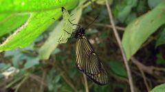 Actinote thalia pyrrha