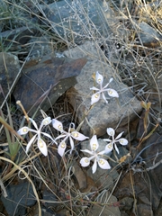 Moraea elliotii