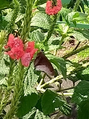 Astraptes