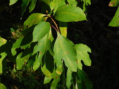 Sassafras albidum