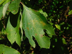 Sassafras albidum