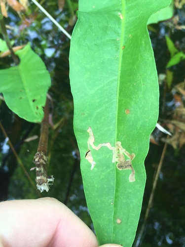 Mantura floridana