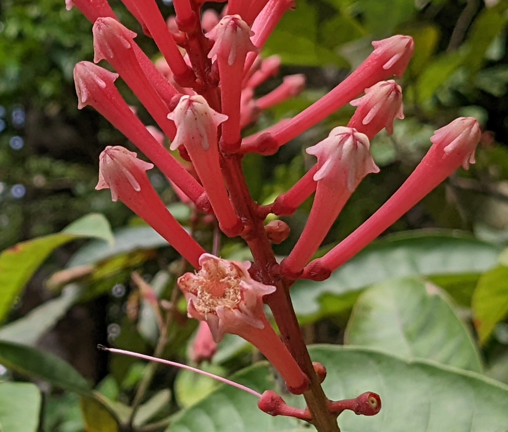 Isertia spiciformis