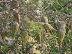 Funastrum pannosum