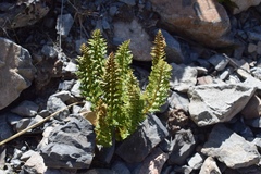 Polystichum cystostegium