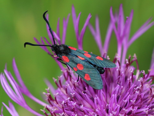 Paprastasis marguolis nuotrauka