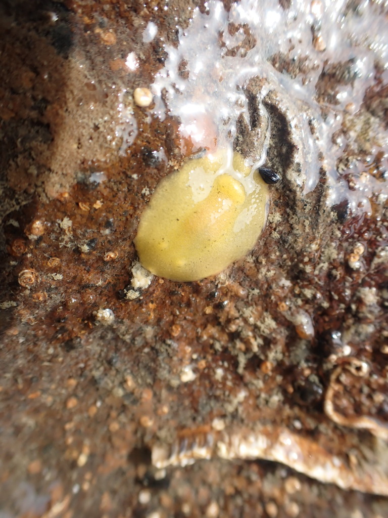 Glandular Dorid