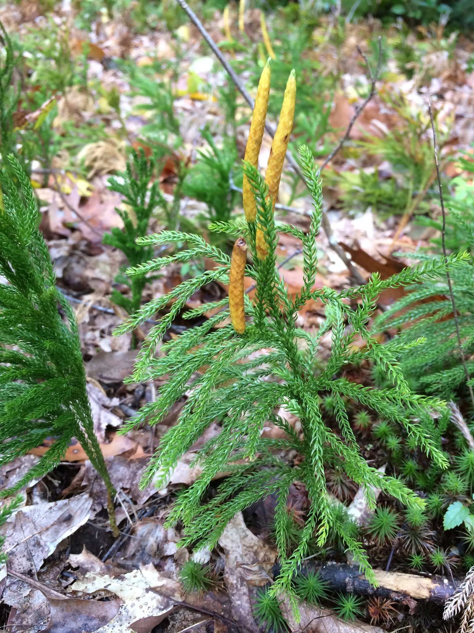 Lycopodium hickeyi