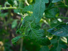 Solanum lycopersicum