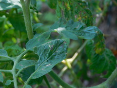 Solanum lycopersicum