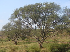 Prosopis laevigata