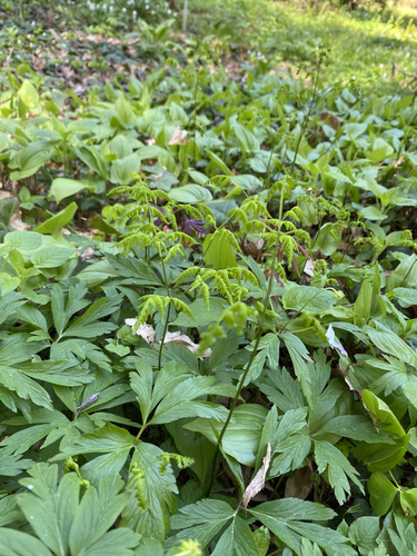 Oak fern (Gymnocarpium dryopteris)