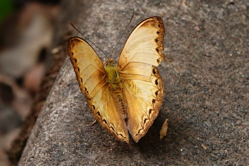 Cymothoe adela