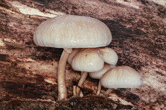 Oudemansiella mucida image