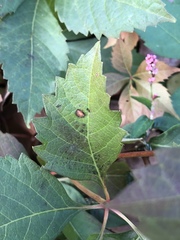 Phyllosticta quinquefoliae