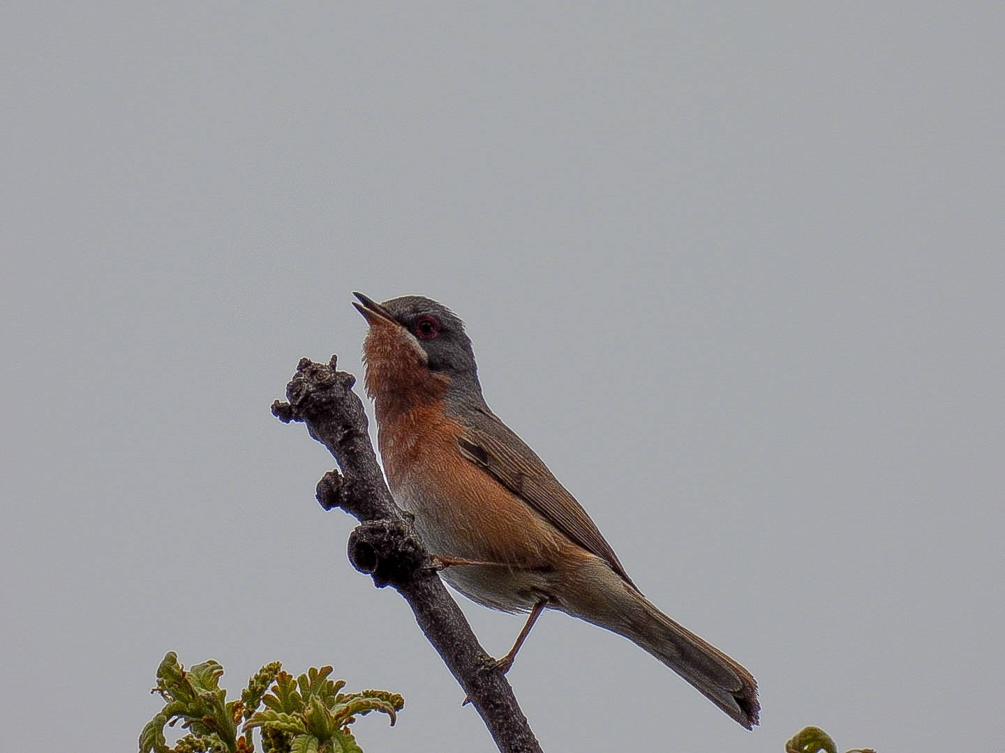 Western Subalpine Warbler (Curruca iberiae)