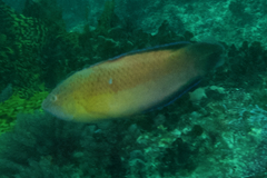 Austrolabrus maculatus