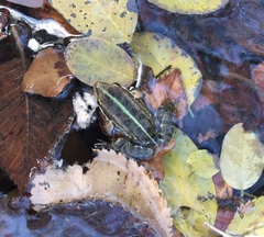 Pelophylax kurtmuelleri
