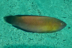 Austrolabrus maculatus
