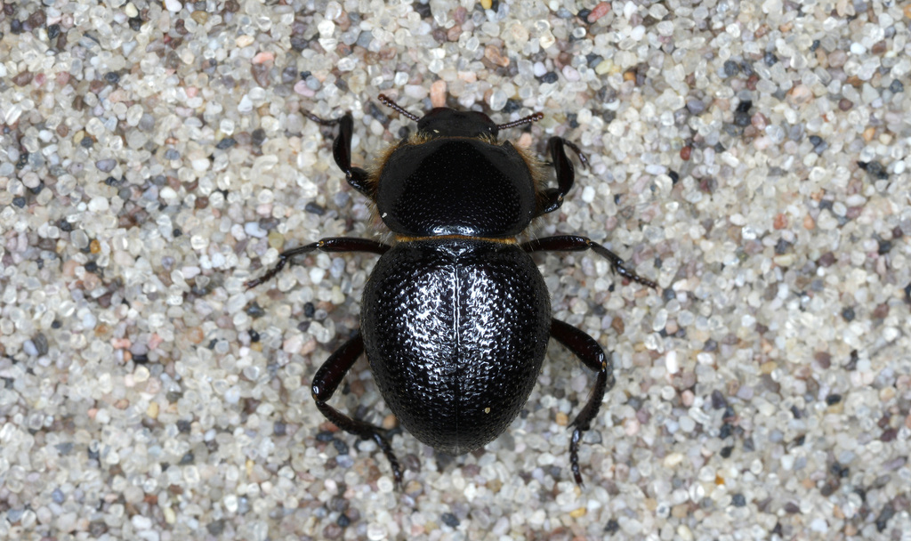 Lariversius