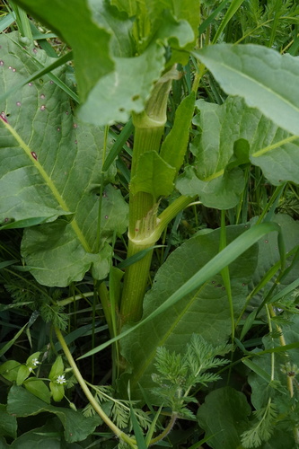 Image of Rumex patientia by (c) Patrick Hacker, some rights reserved (CC BY)