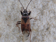 Eremocoris fenestratus