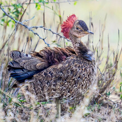 Red-Crested Korhaan photo 2