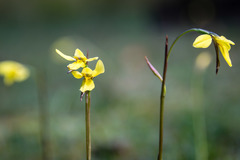 Diuris chryseopsis