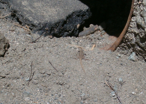 iNaturalist observation photo of Common Sagebrush Lizard