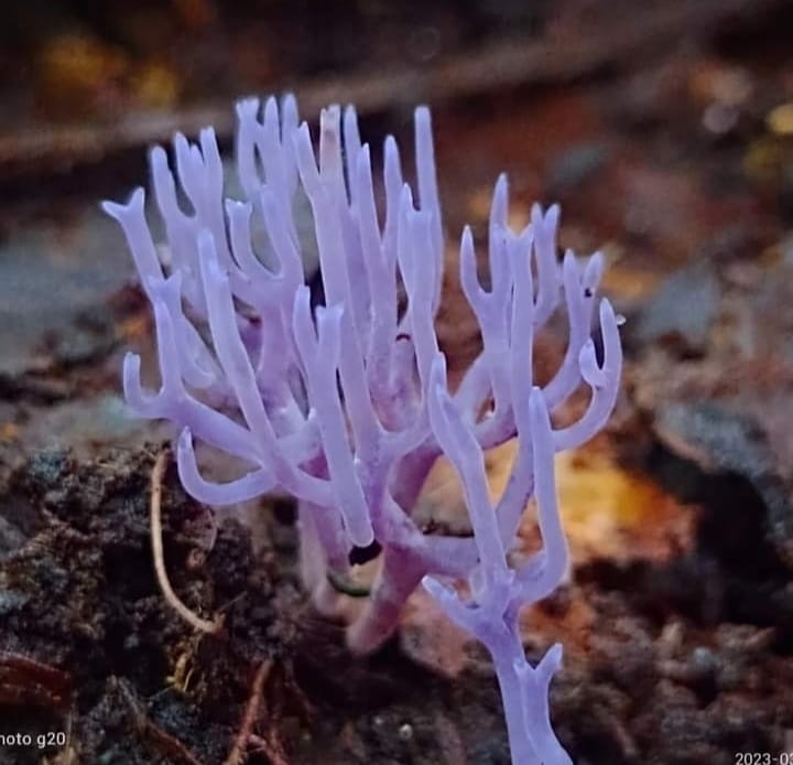 Clavaria schaefferi · April 2023 · photo: © floroortizcontreras (iNaturalist, cc-by)