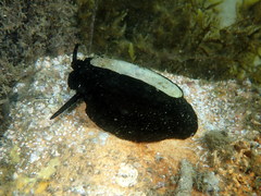 Scutus antipodes