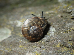 Tacheocampylaea raspailii