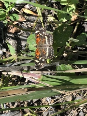 Anthanassa texana seminole