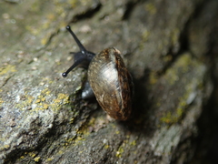 Tacheocampylaea raspailii