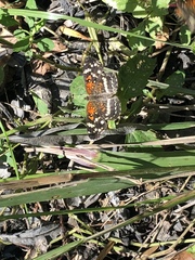 Anthanassa texana seminole
