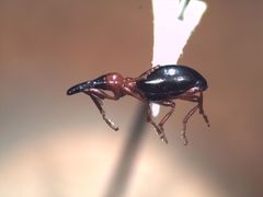 Cylas formicarius