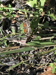 Anthanassa texana seminole