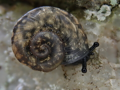 Tacheocampylaea raspailii